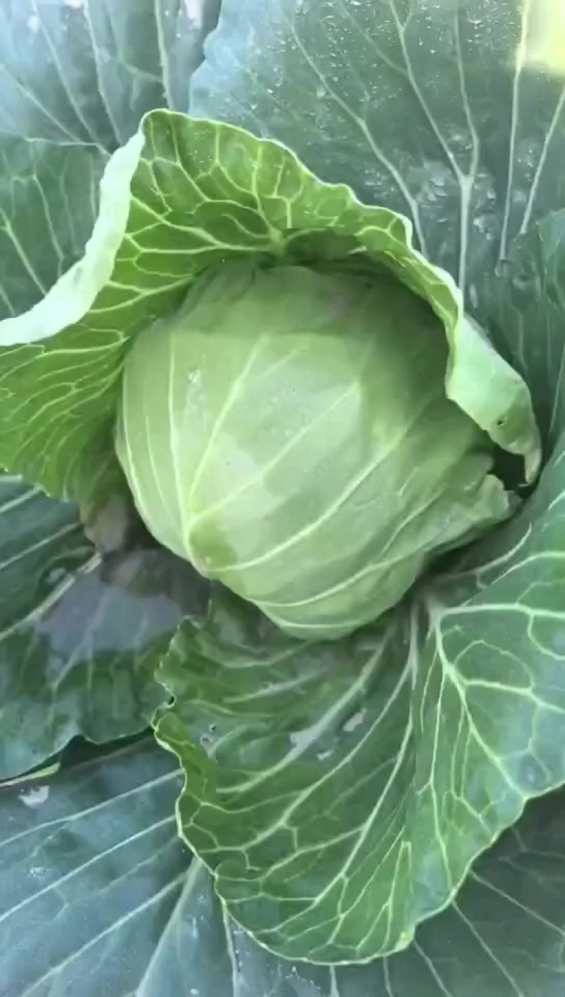 宁波慈溪精品甘蓝