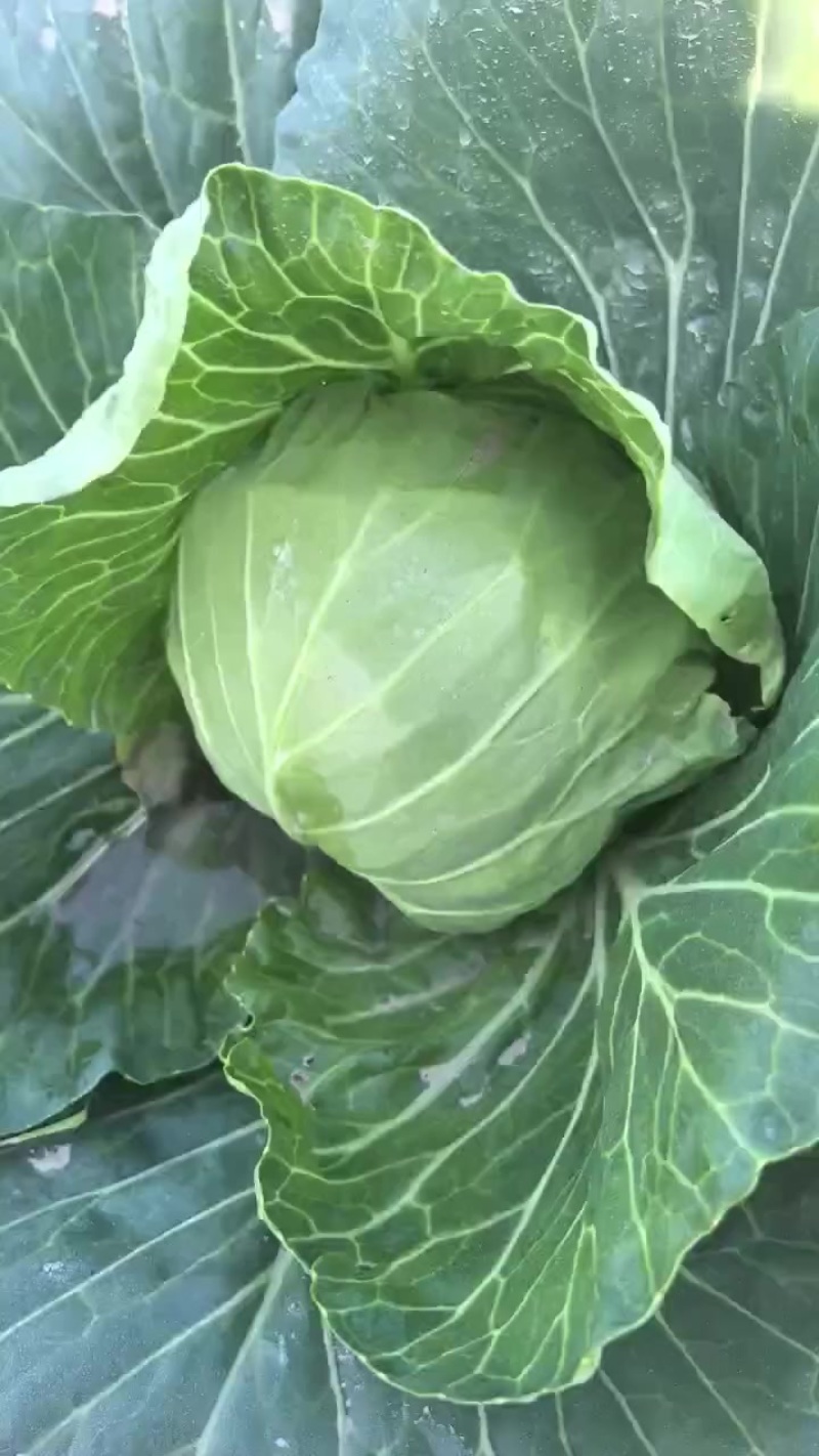 宁波慈溪精品甘蓝