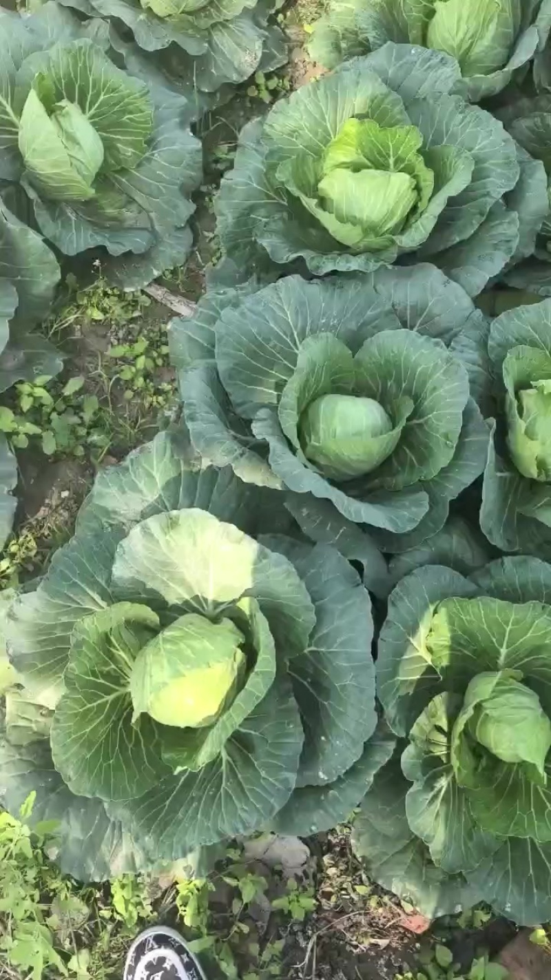宁波慈溪精品甘蓝