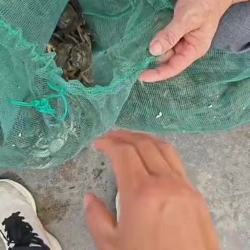 毛蟹