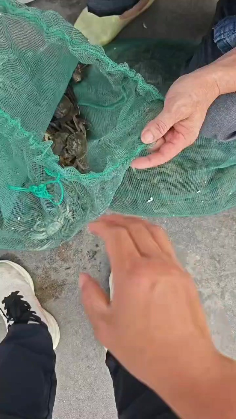 毛蟹