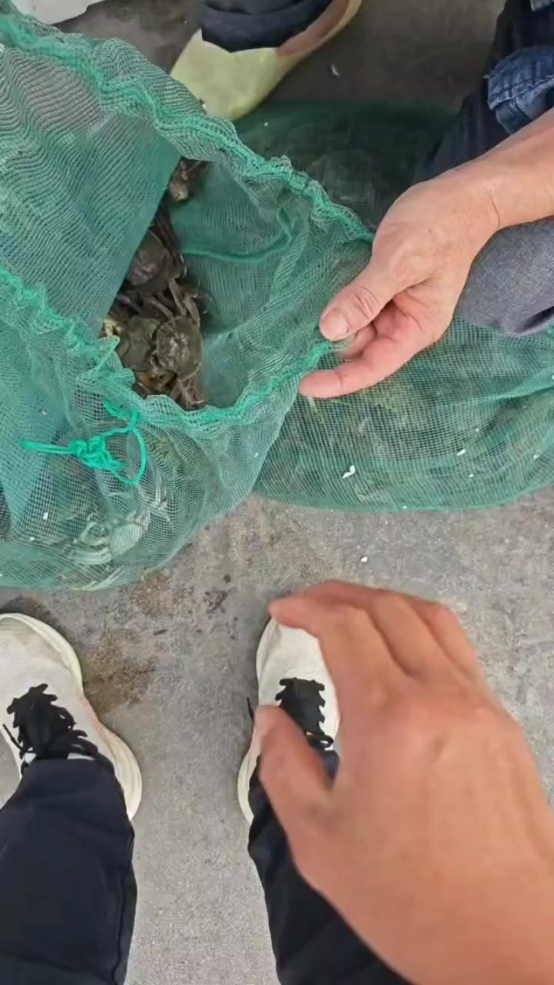 毛蟹