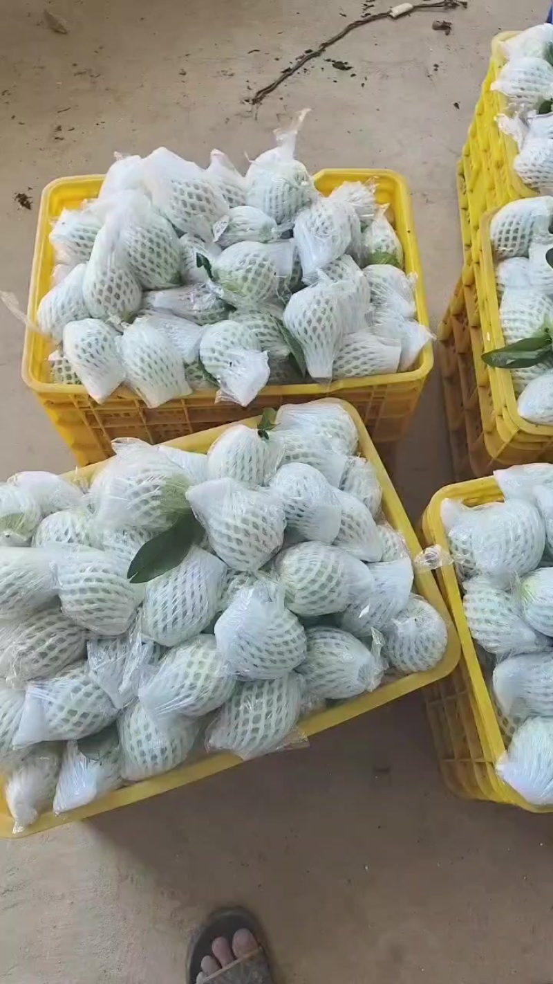 番石榴