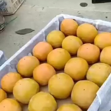 阳丰脆柿子