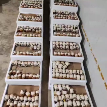 现货大球盖菇