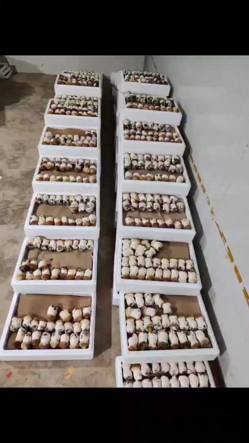 现货大球盖菇