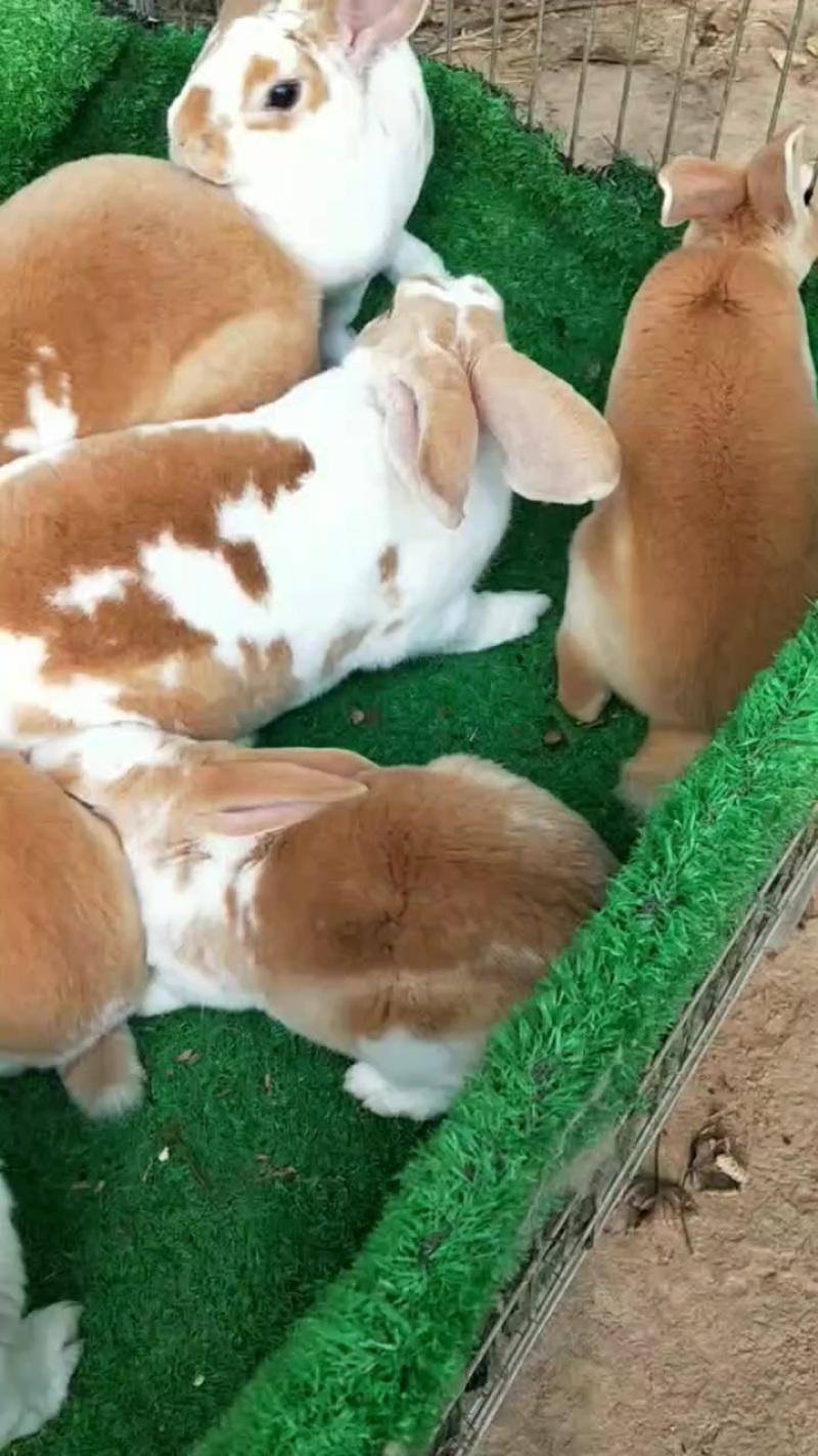 黄白花彩獭兔