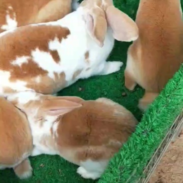黄白花彩獭兔
