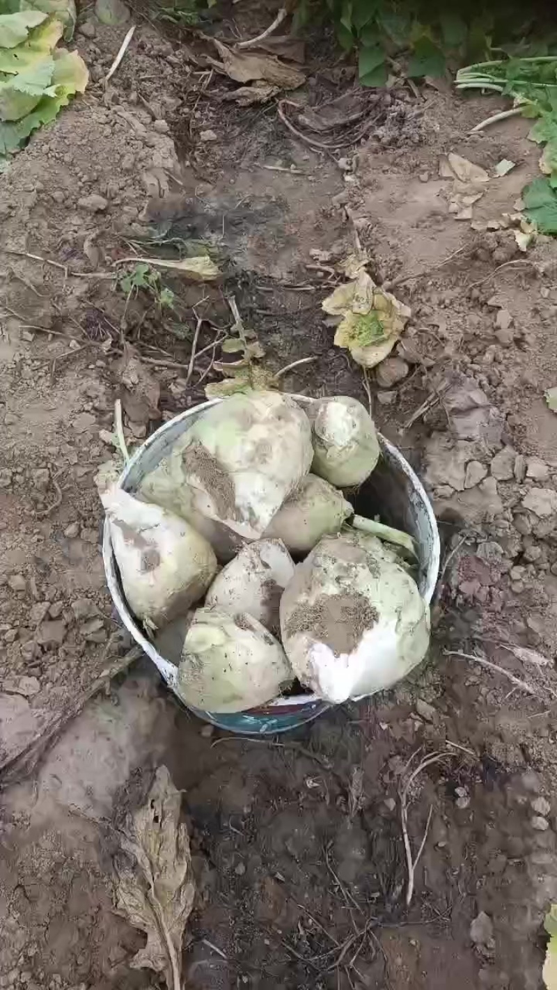 芥菜头，大量上市中有需要老板联系我