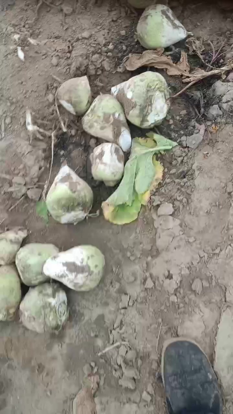 芥菜头，大量上市中有需要老板联系我