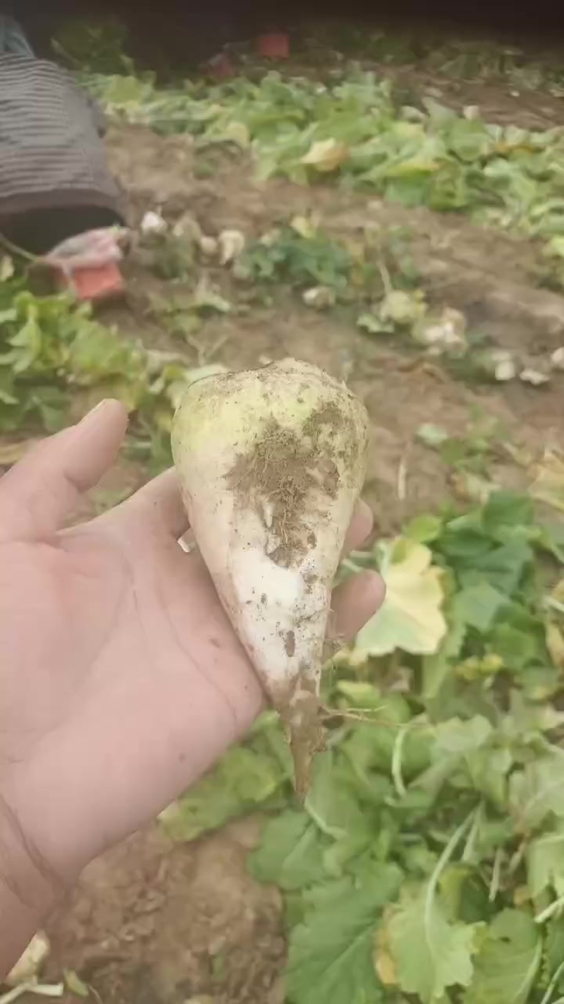芥菜头，大量上市中有需要老板联系我