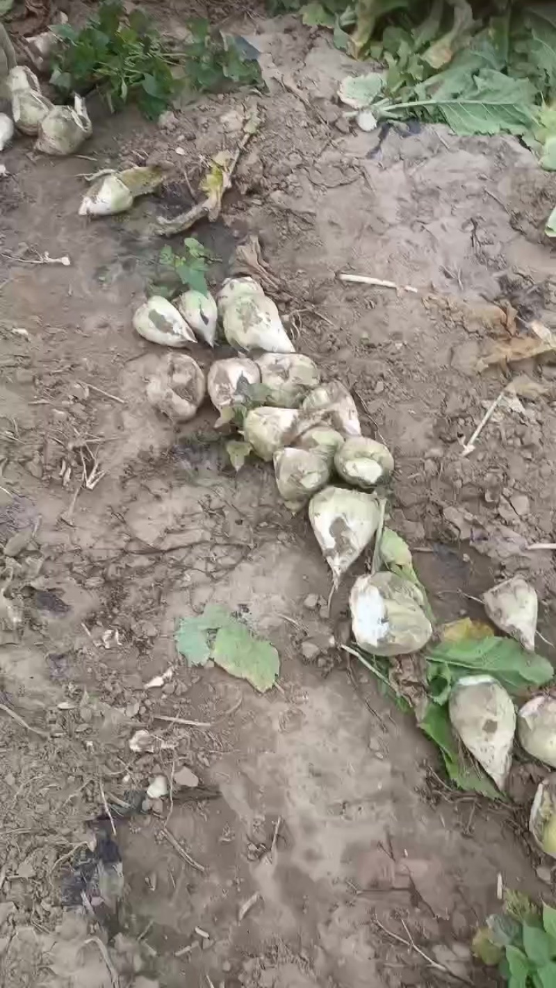 芥菜头，大量上市中有需要老板联系我