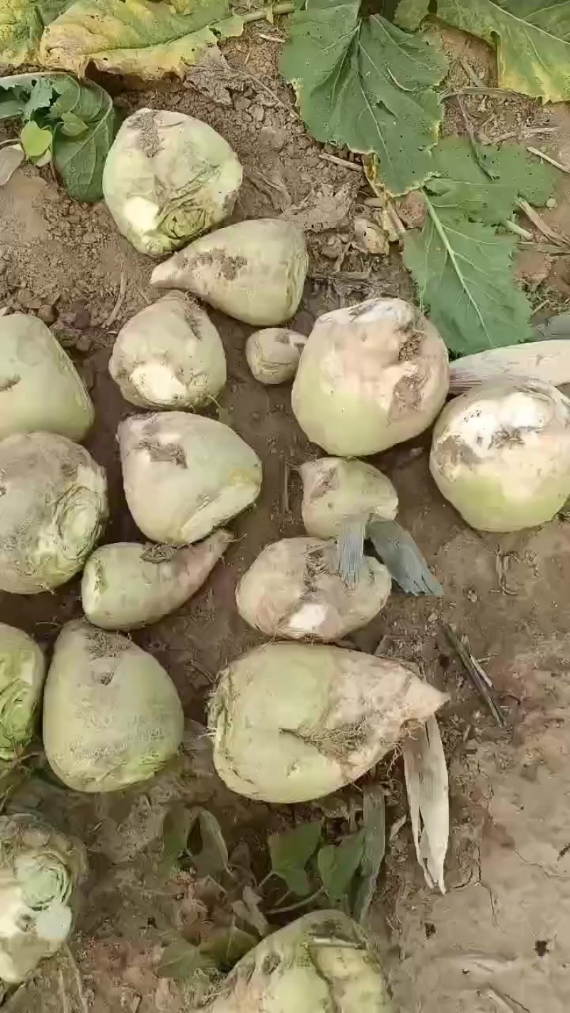 芥菜头，大量上市中有需要老板联系我