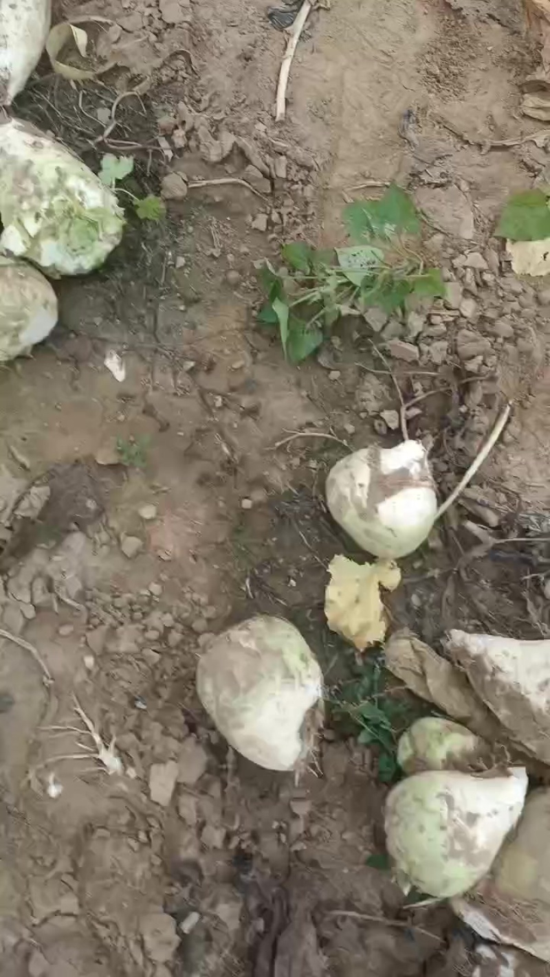 芥菜头，大量上市中有需要老板联系我
