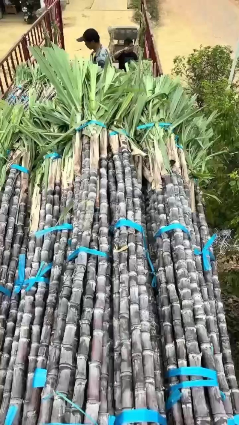 黑皮甘蔗