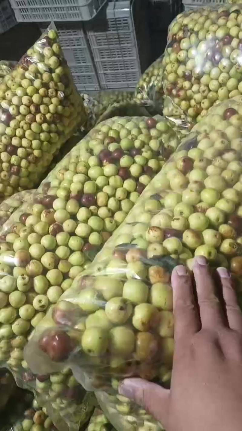 沾化冬枣大量现货供应产地直发地里位置优越