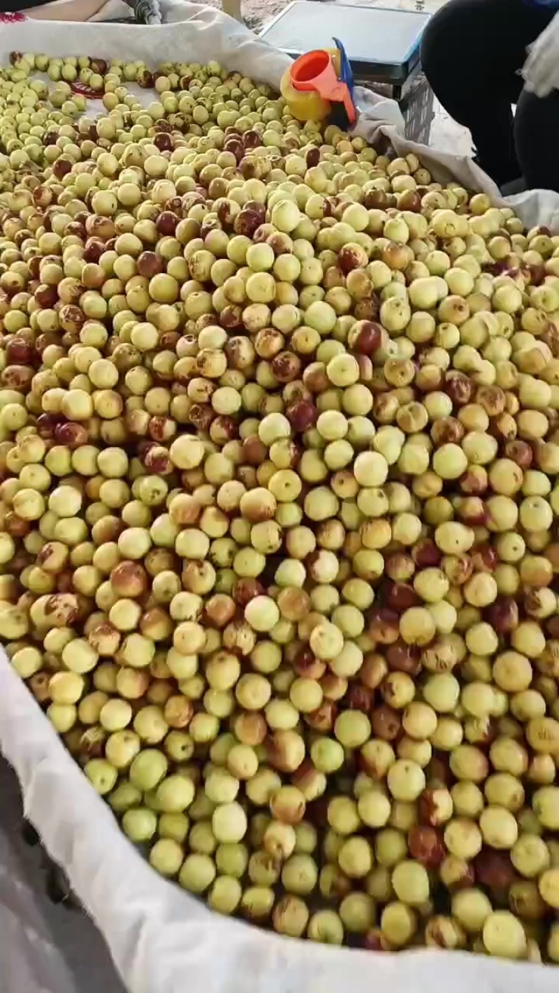 沾化冬枣大量现货供应产地直发地里位置优越