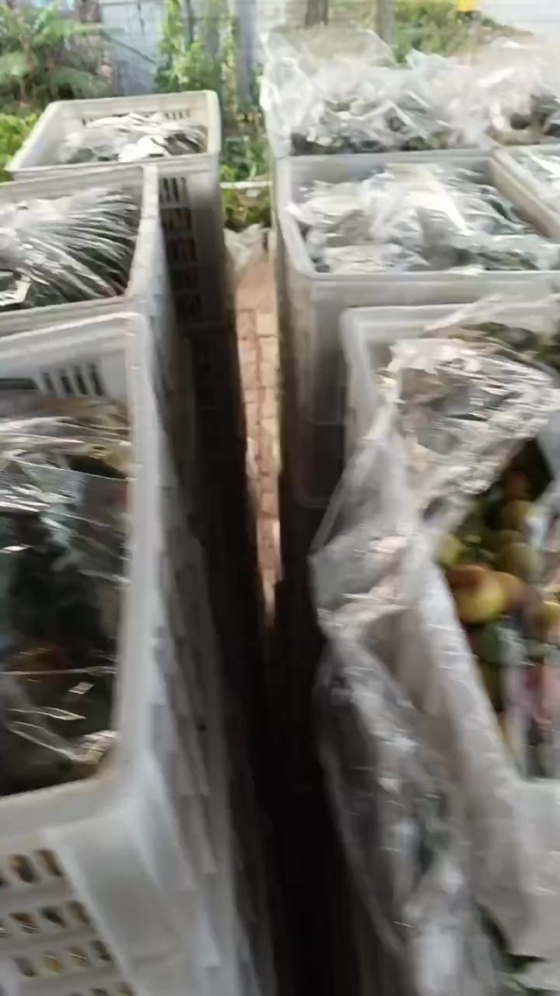 沾化冬枣大量现货供应产地直发地里位置优越