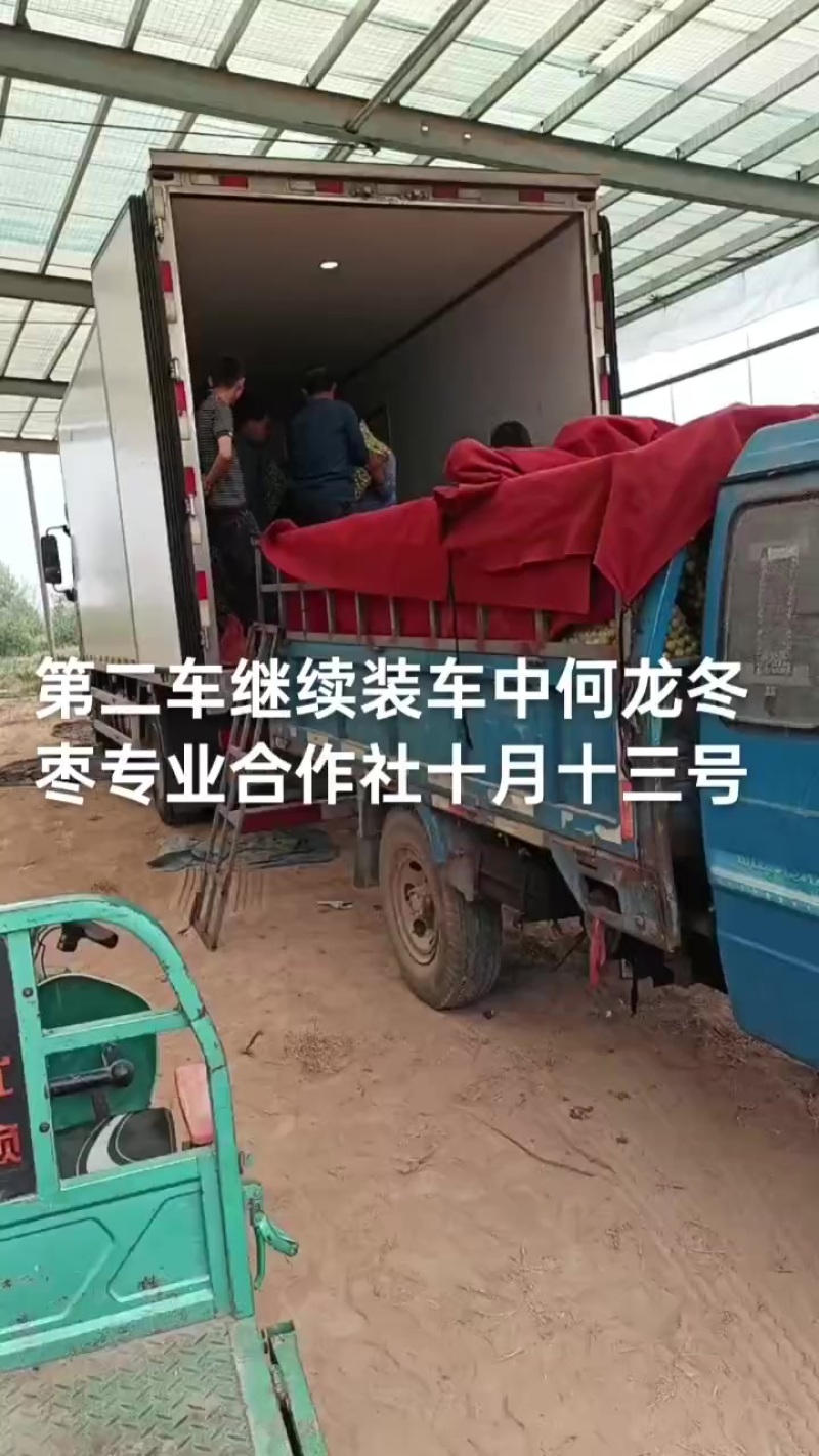 沾化冬枣大量现货供应产地直发地里位置优越