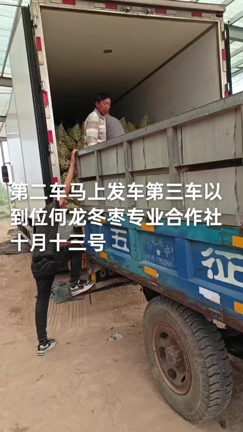 沾化冬枣大量现货供应产地直发地里位置优越