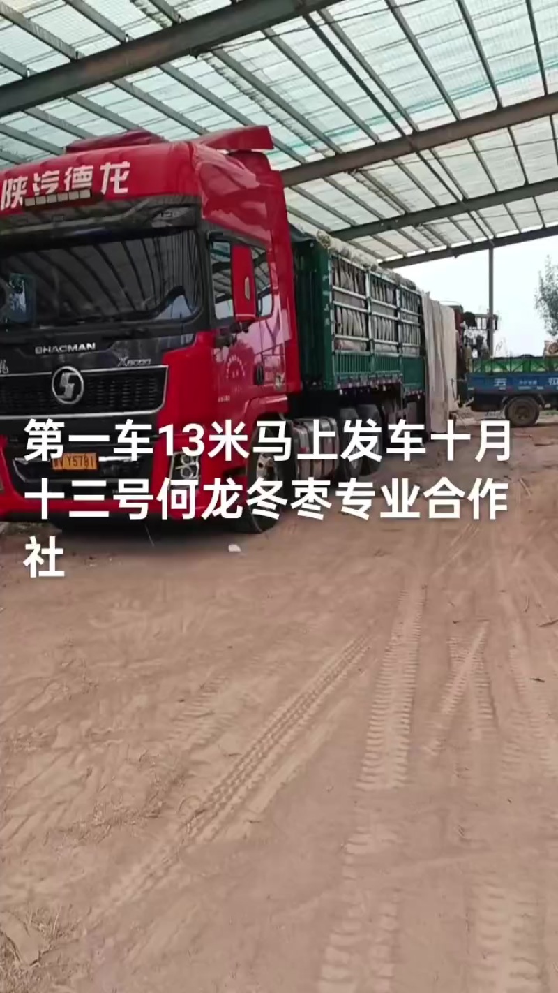 沾化冬枣大量现货供应产地直发地里位置优越