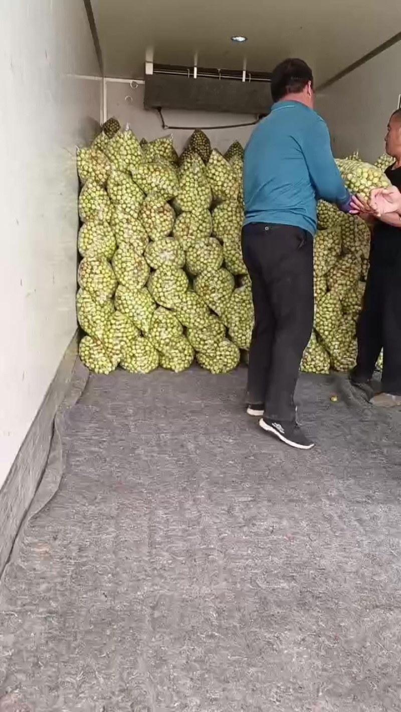 沾化冬枣大量现货供应产地直发地里位置优越