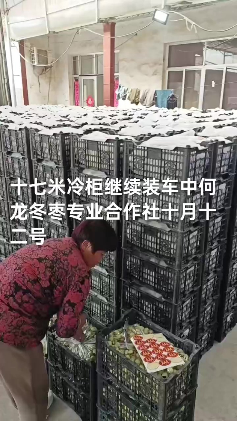 沾化冬枣大量现货供应产地直发地里位置优越