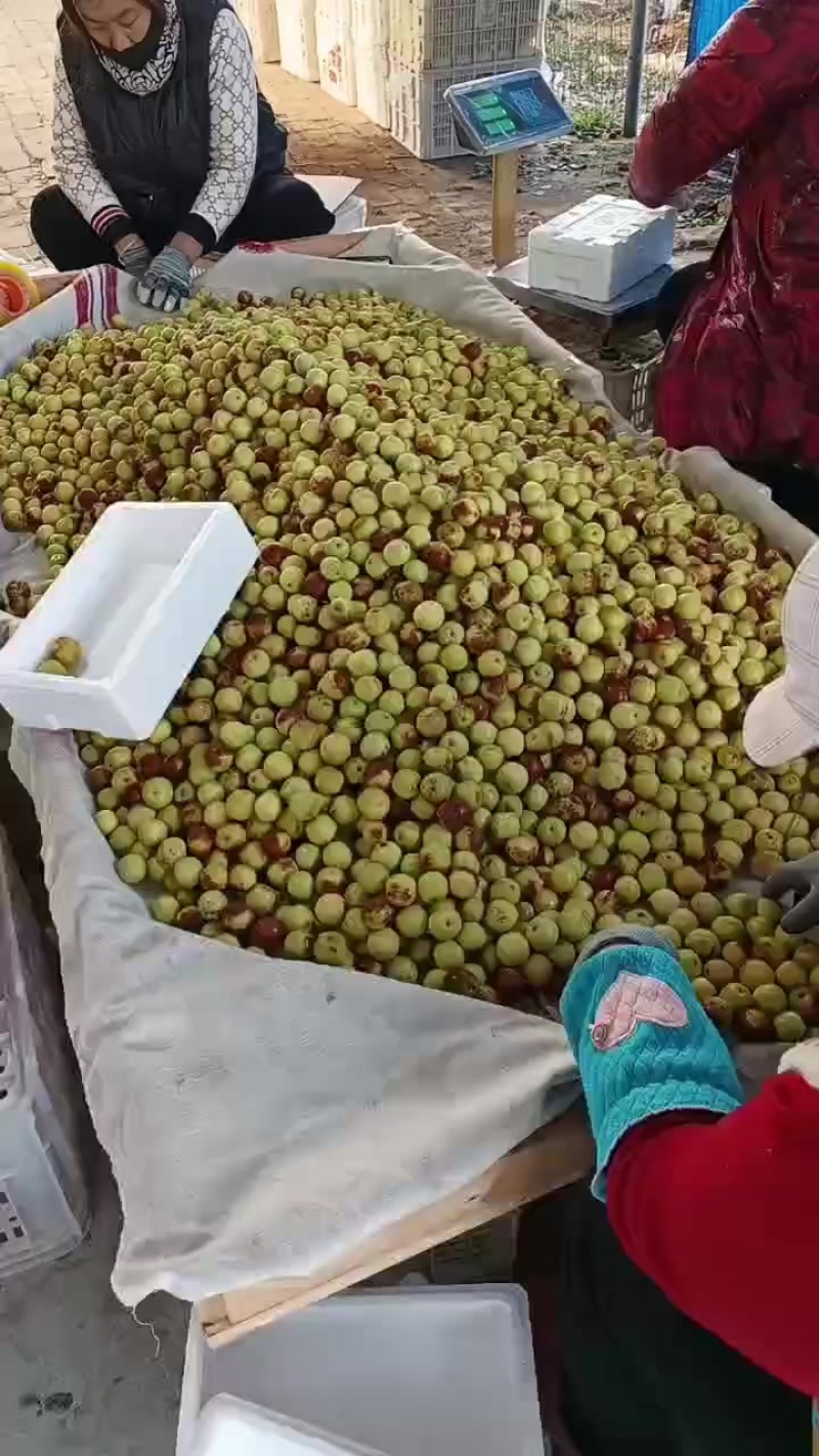 沾化冬枣大量现货供应产地直发地里位置优越