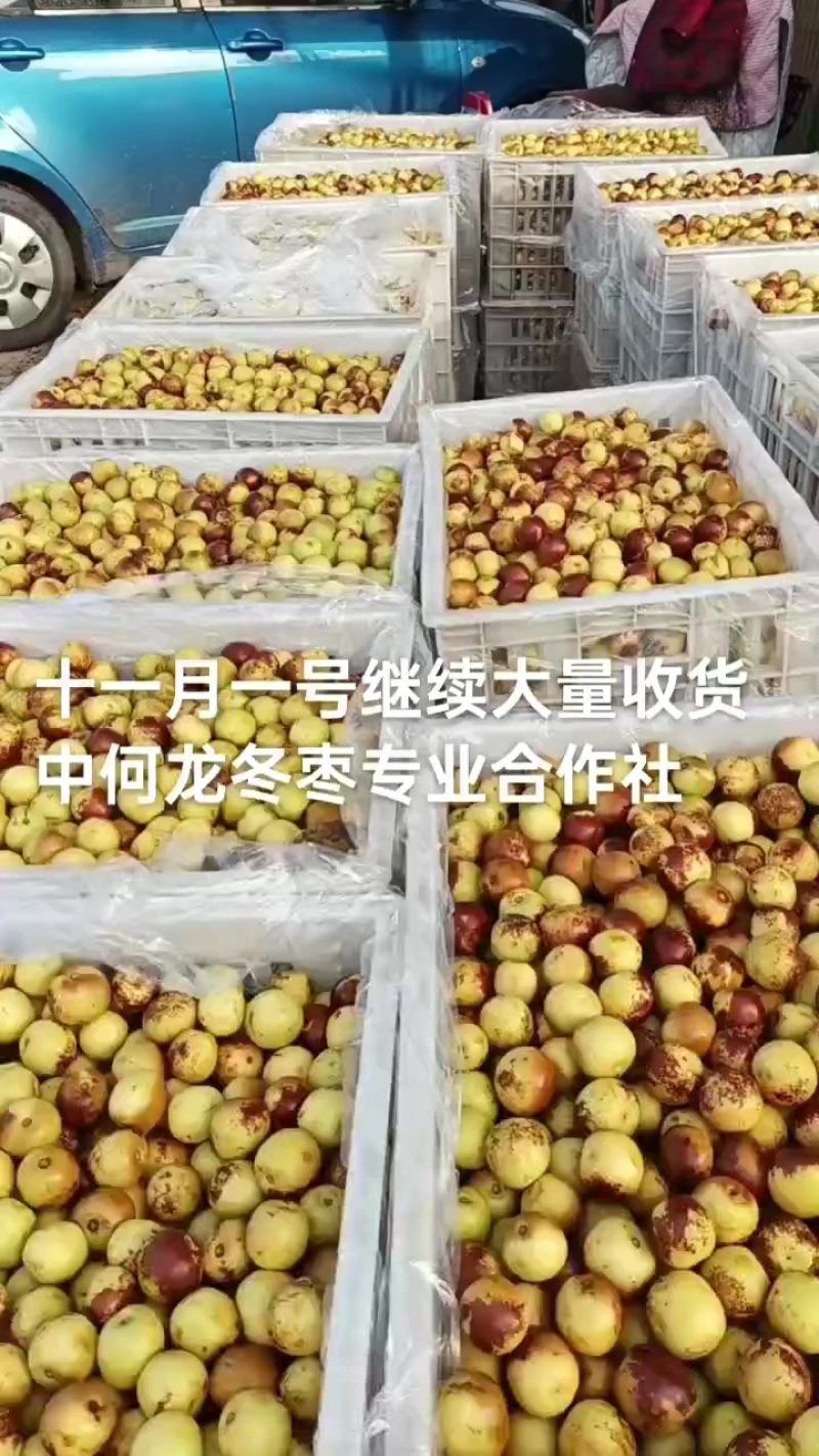 沾化冬枣大量现货供应产地直发地里位置优越