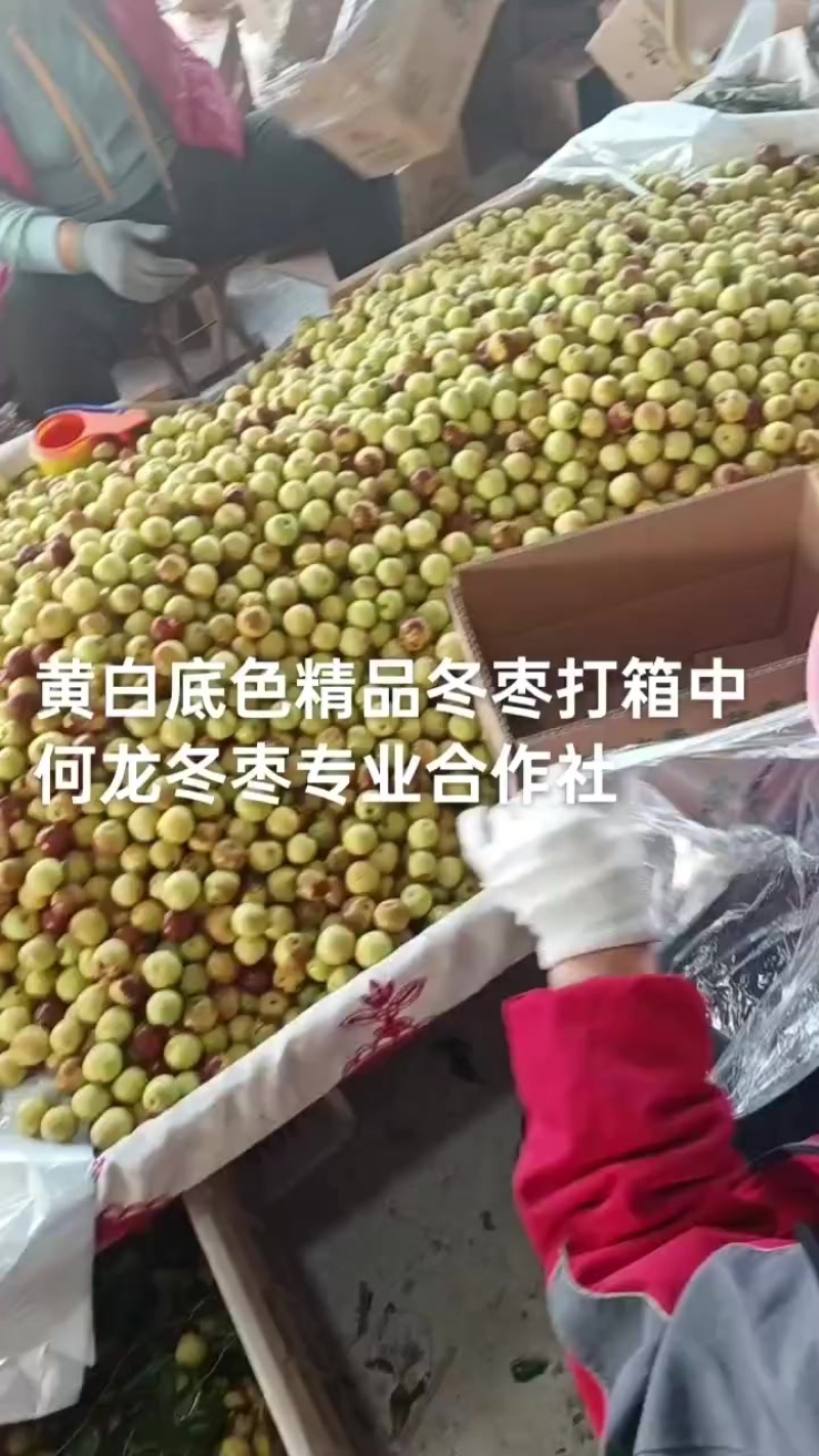 沾化冬枣大量现货供应产地直发地里位置优越