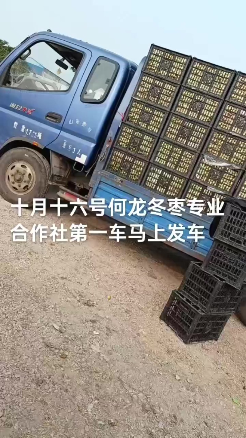 沾化冬枣大量现货供应产地直发地里位置优越