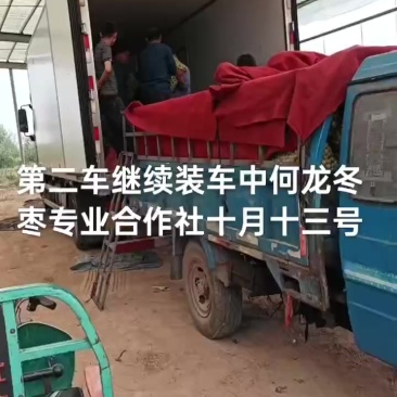 沾化冬枣大量现货供应产地直发地里位置优越