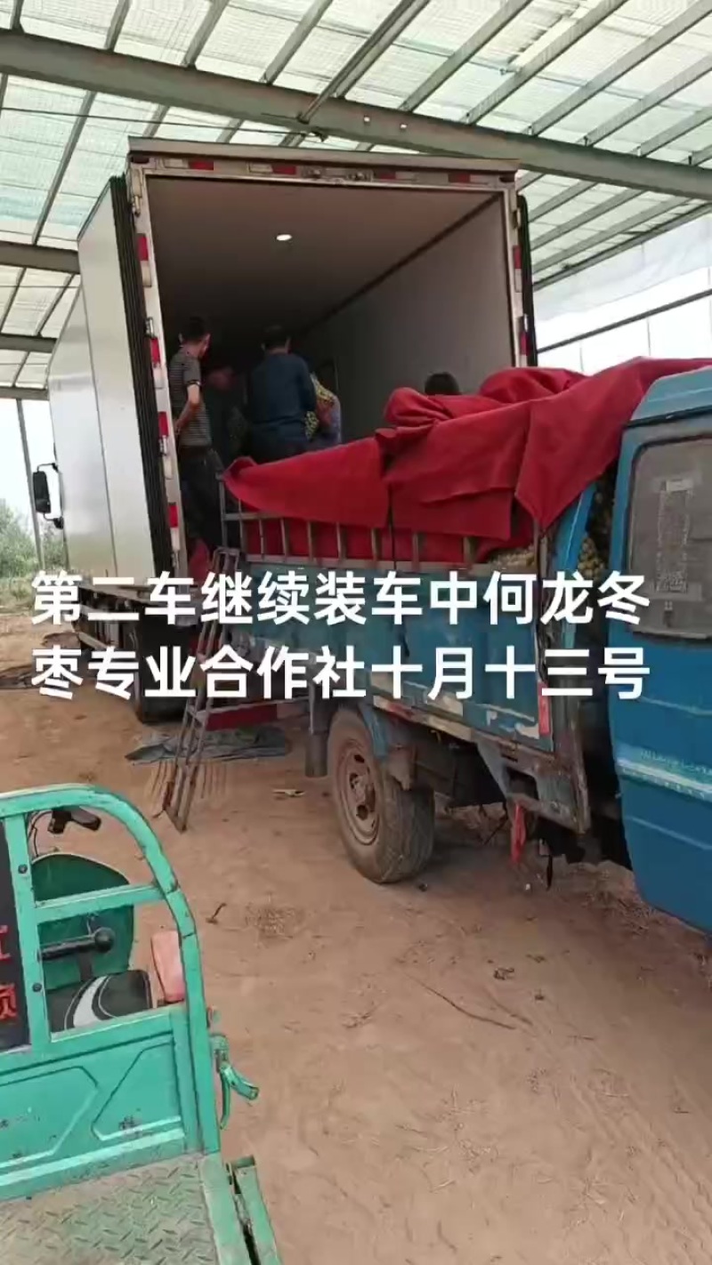 沾化冬枣大量现货供应产地直发地里位置优越