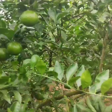 皇帝贡柑开始上市中