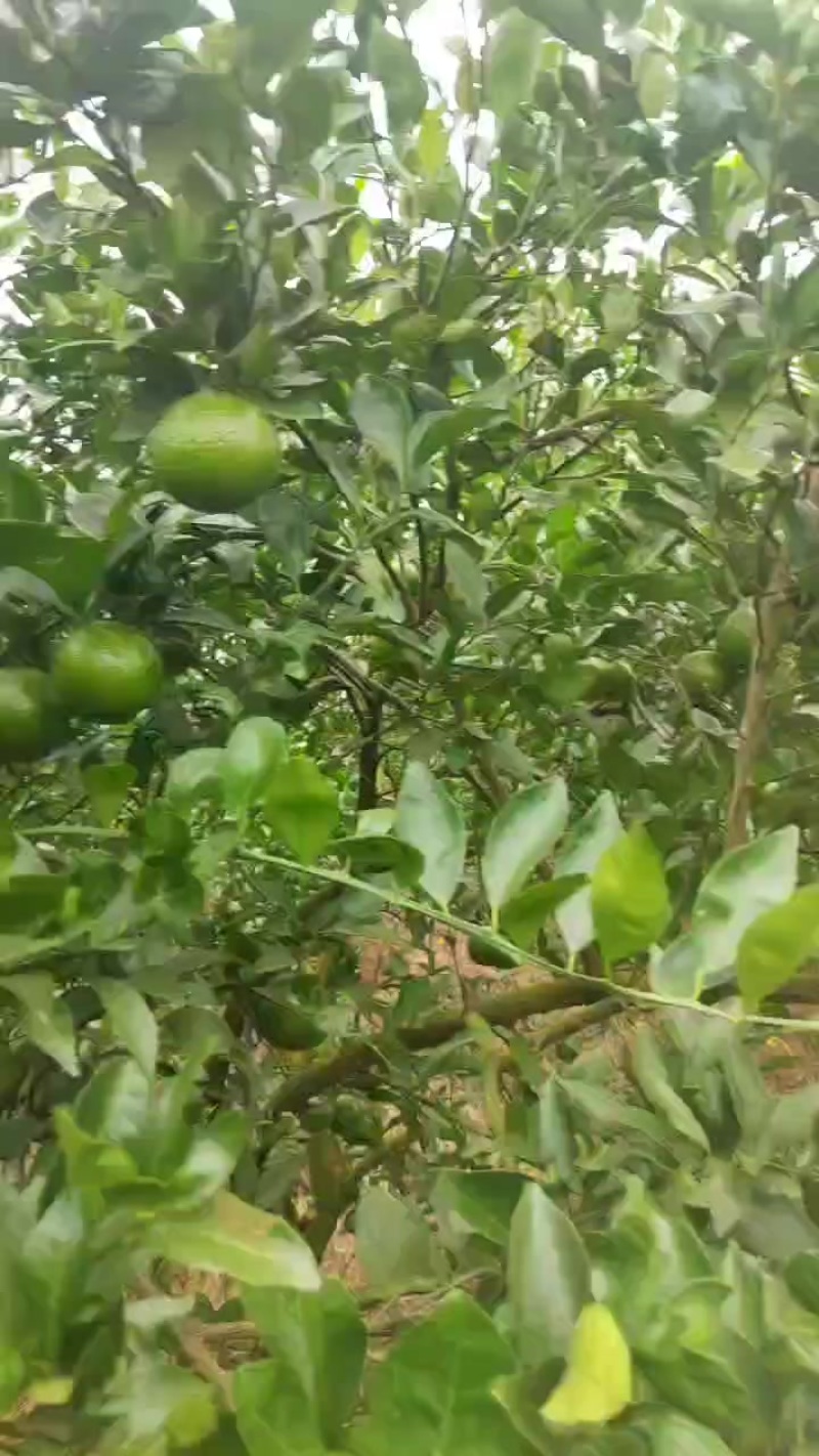 皇帝贡柑开始上市中