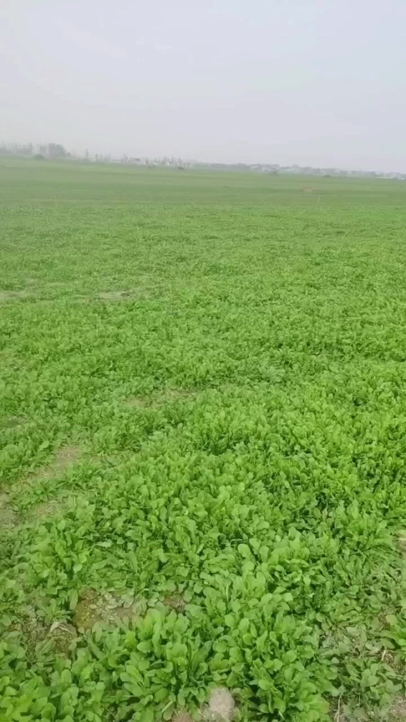 荠荠菜