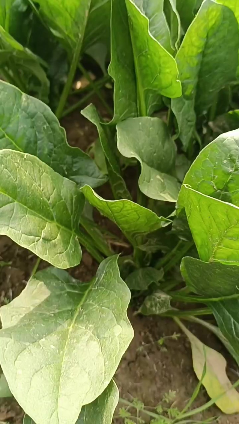 山东大叶菠菜