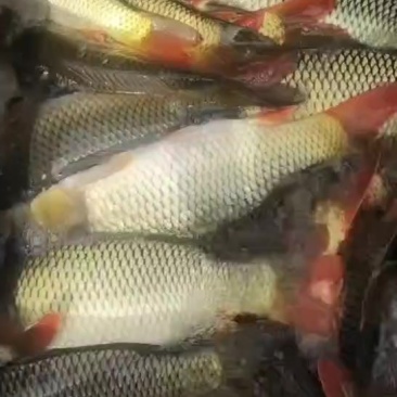 鲤鱼