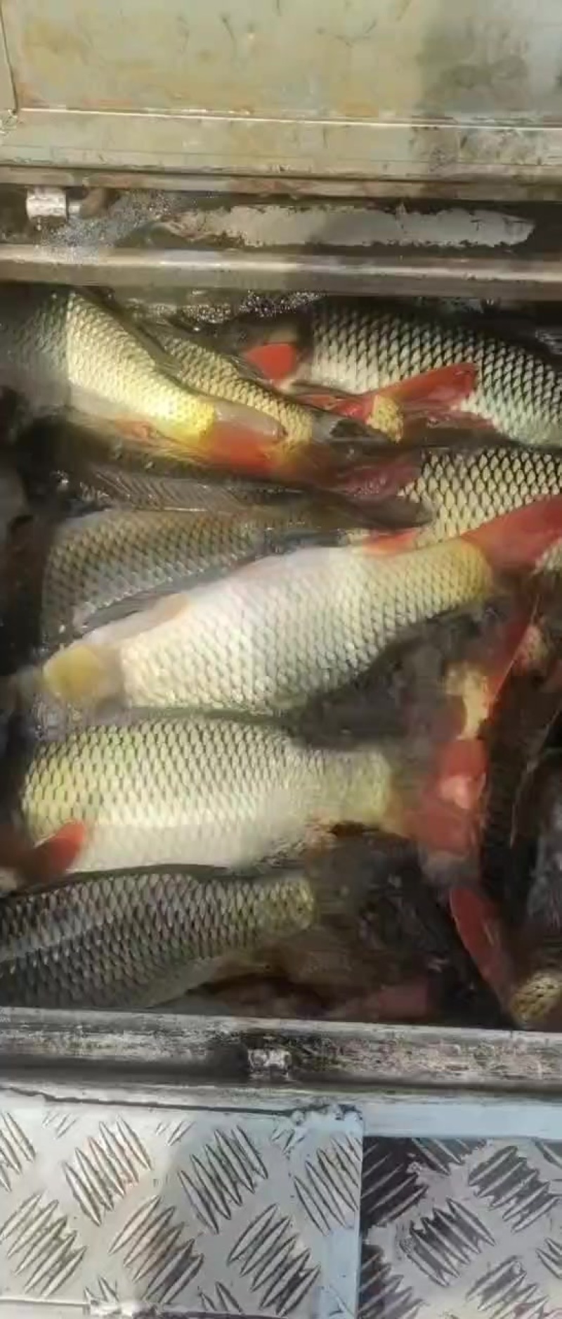 鲤鱼