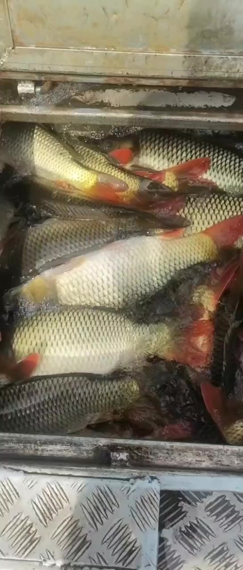 鲤鱼