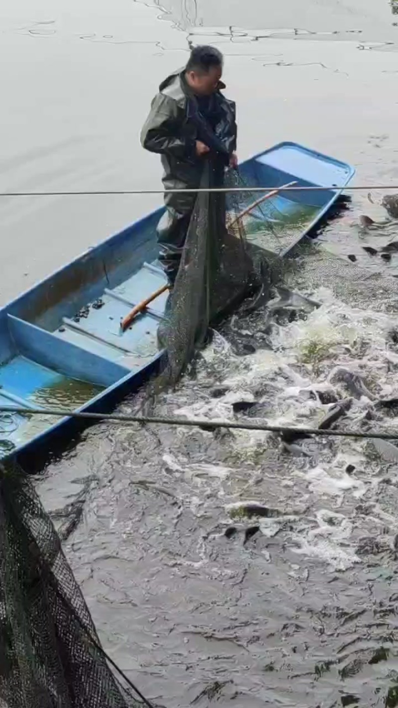 鲤鱼