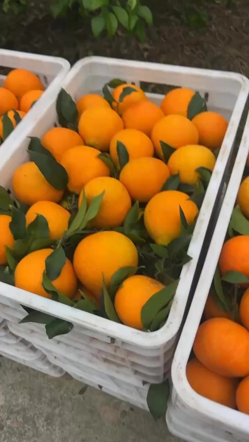 爱媛果冻橙，轻微失水价格美丽
