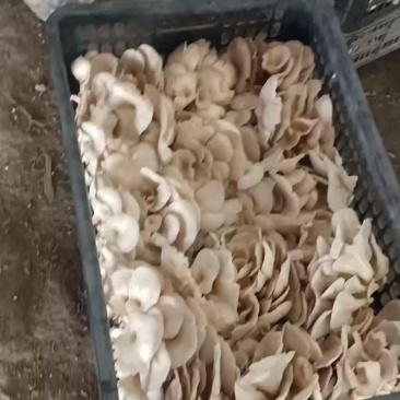 平菇