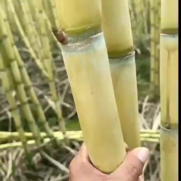 黄皮甘蔗