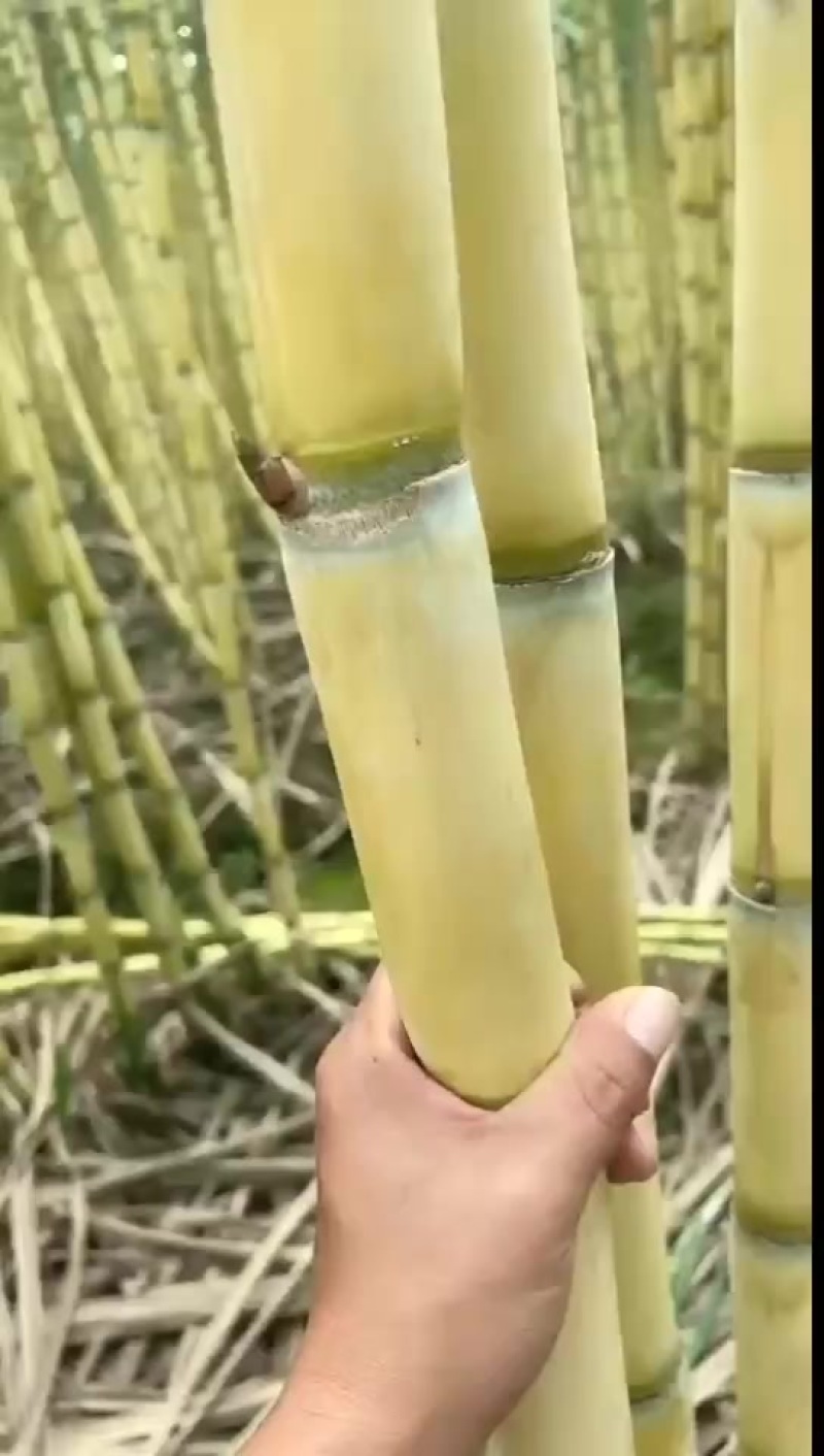 黄皮甘蔗