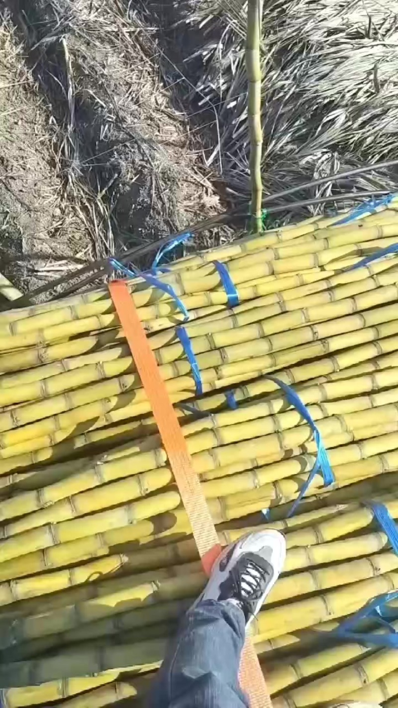 黄皮甘蔗