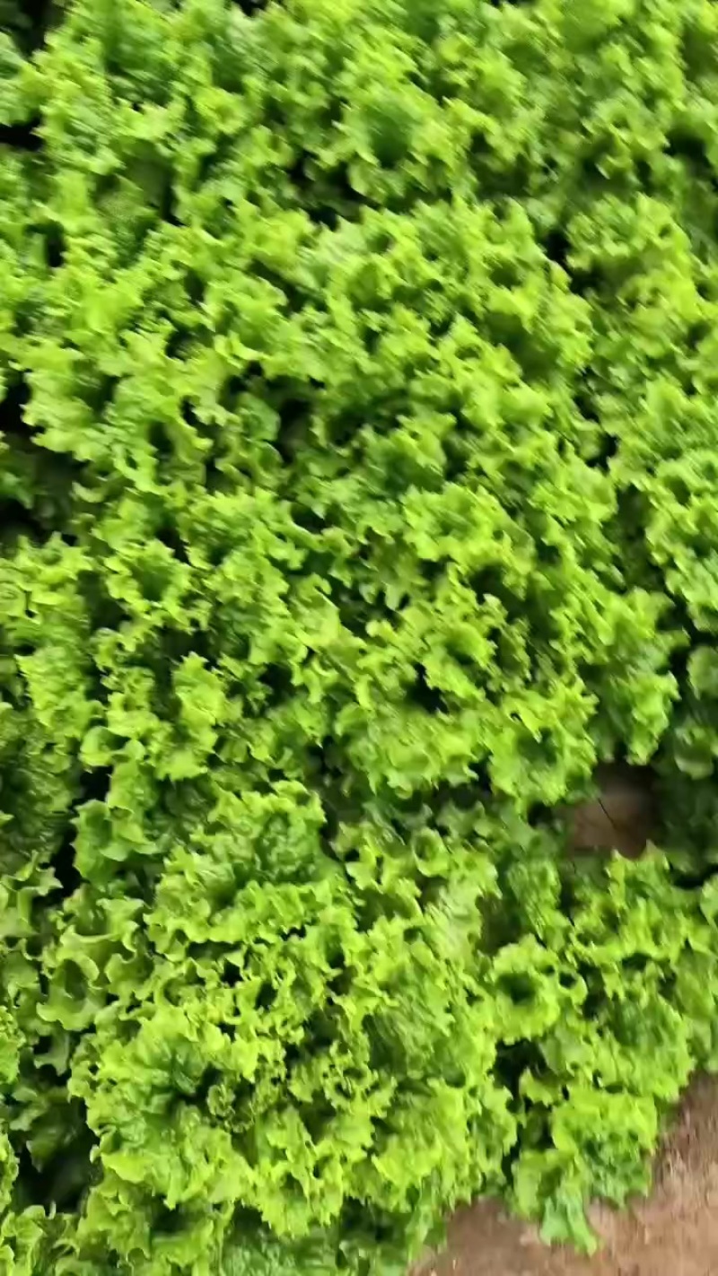 大量有货