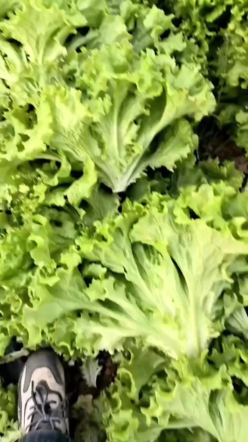大量有货