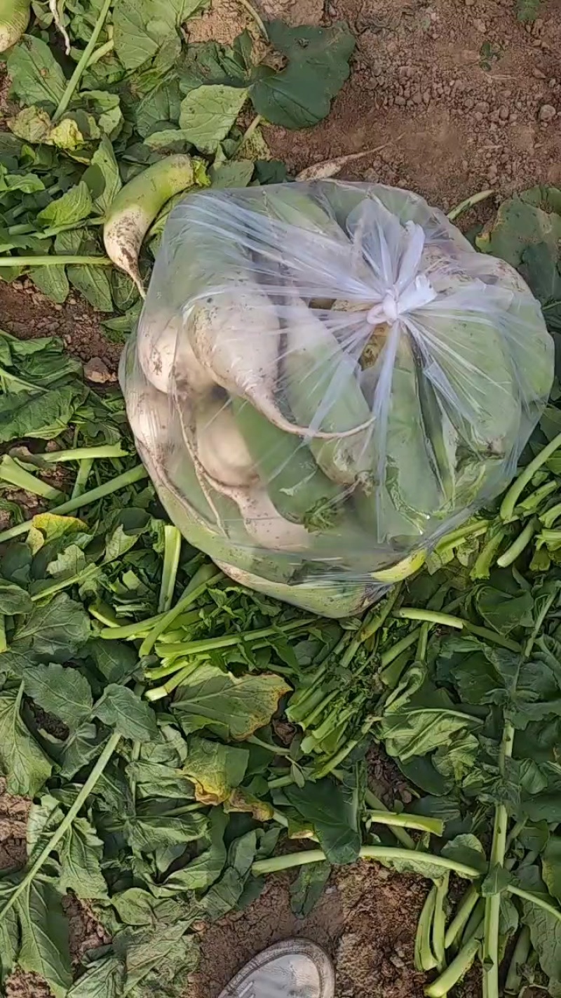 淮阳县青萝卜，萝卜口感好脆甜。质量杠杠的。有想要萝卜的请