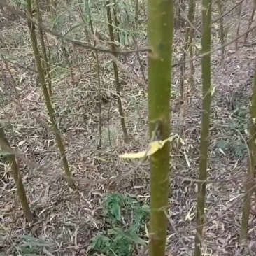垂柳树苗
